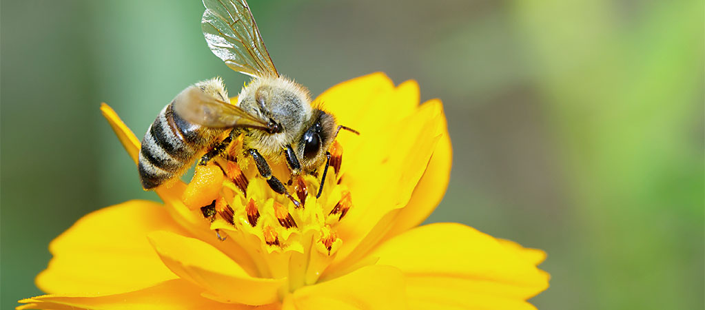 봉독 약침의 대표 성분들